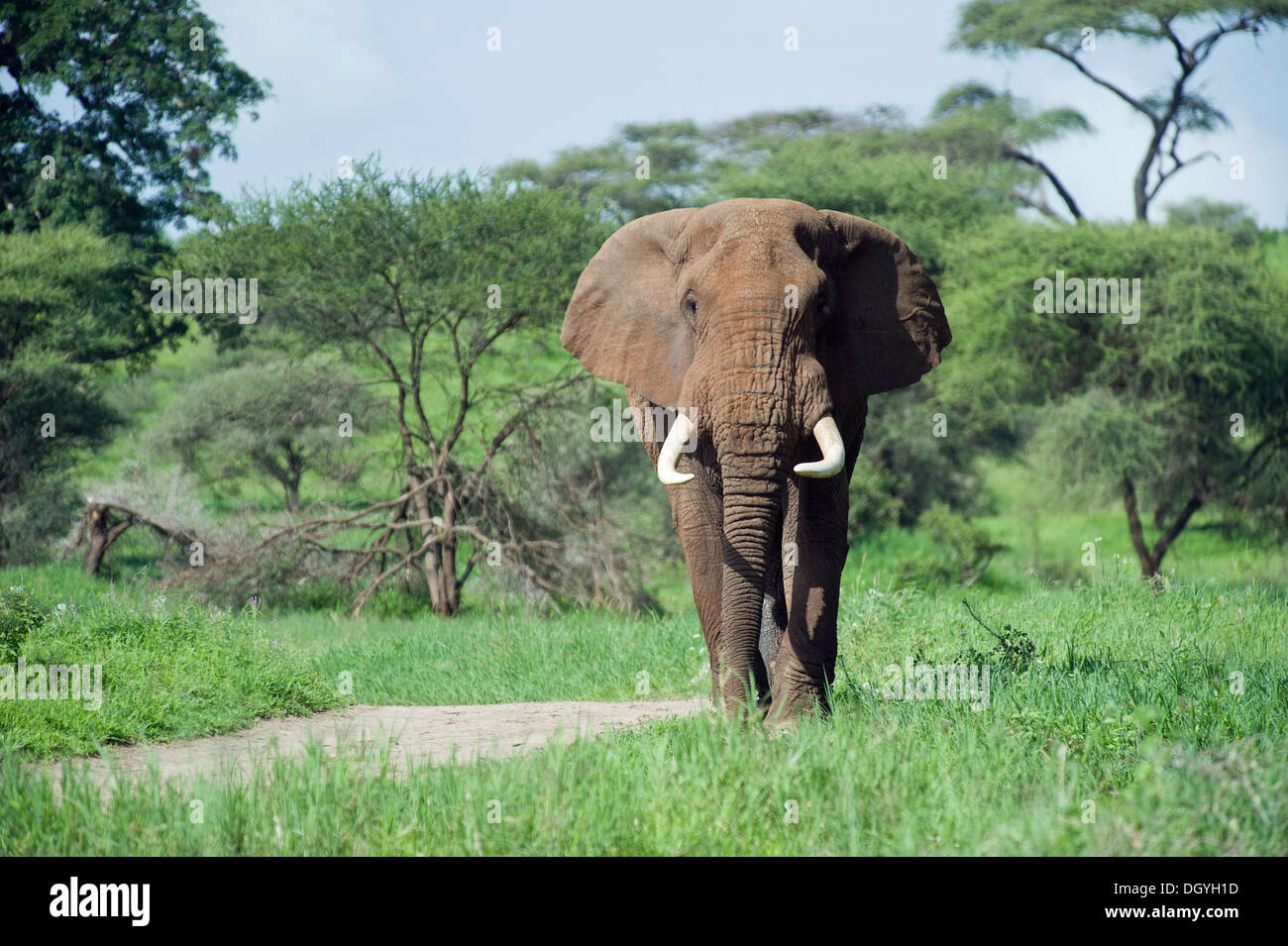 Afrikanische Elefanten Elefant (Loxodonta Africana) im Tarangire Nationalpark, Tansania Stockfoto