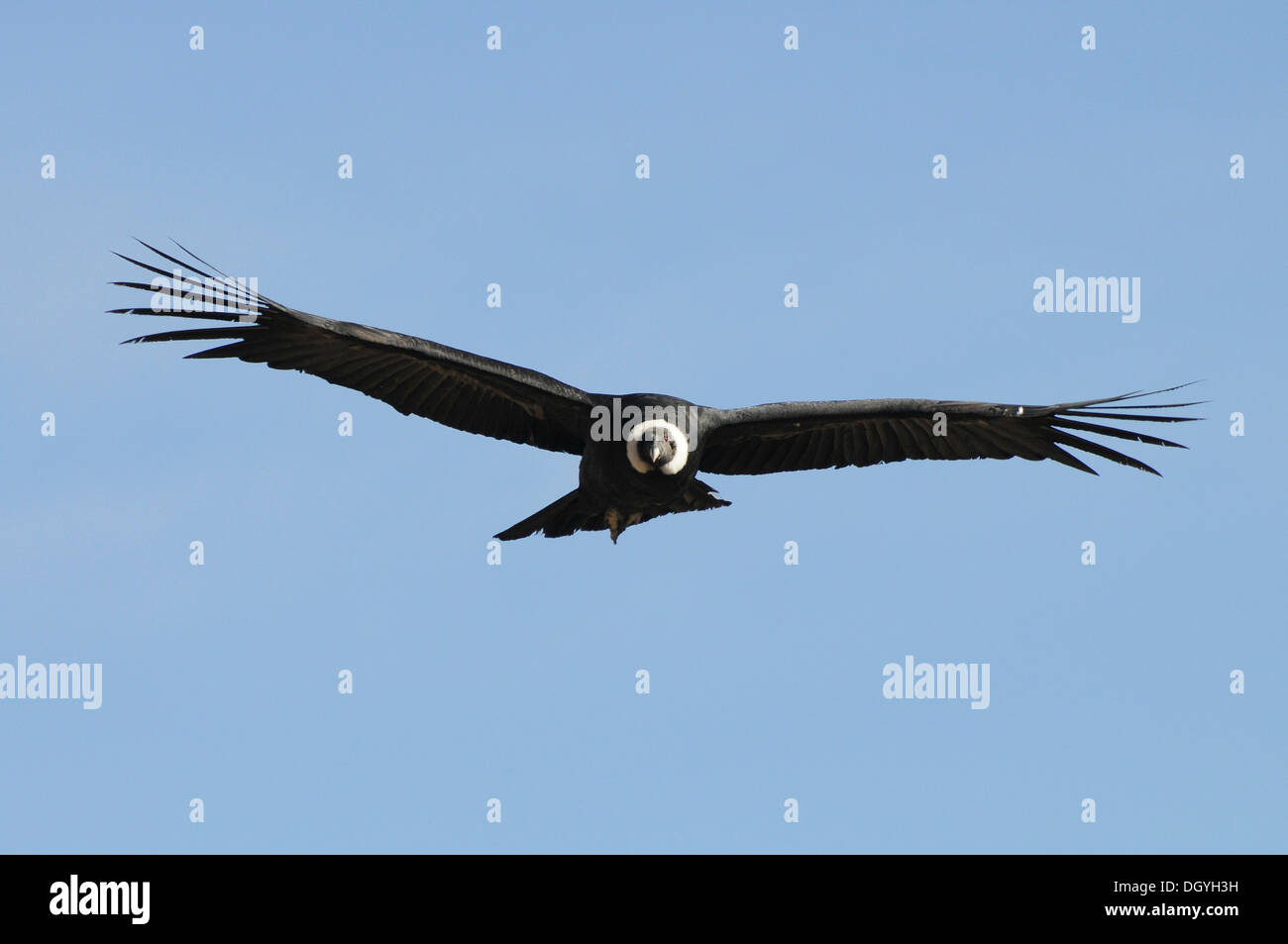 Condor, Andenkondor (Vultur gryphus) fliegen, Colca Canyon, Peru, Südamerika, Lateinamerika Stockfoto
