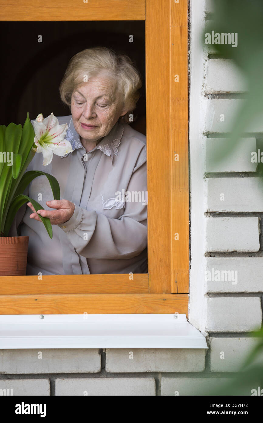 Eine ältere Frau tendenziell eine Lilie Zimmerpflanze auf der Fensterbank, angesehen durch Fenster Stockfoto