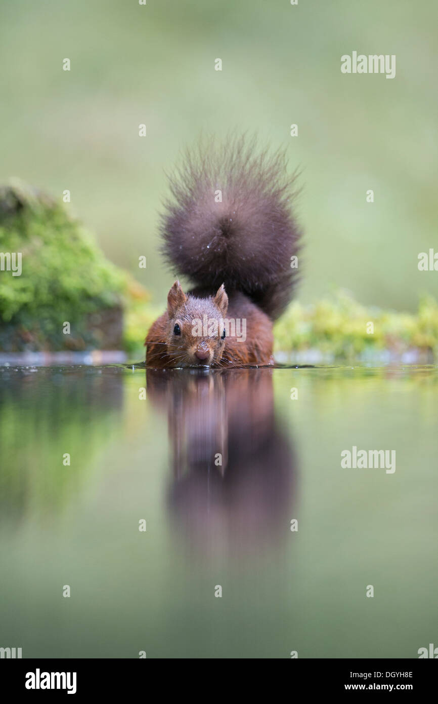 Eichhörnchen (Sciurus Vulgaris) waten / schwimmen und schaffen sich Bild wider. Yorkshire Dales, North Yorkshire, England, UK. Stockfoto