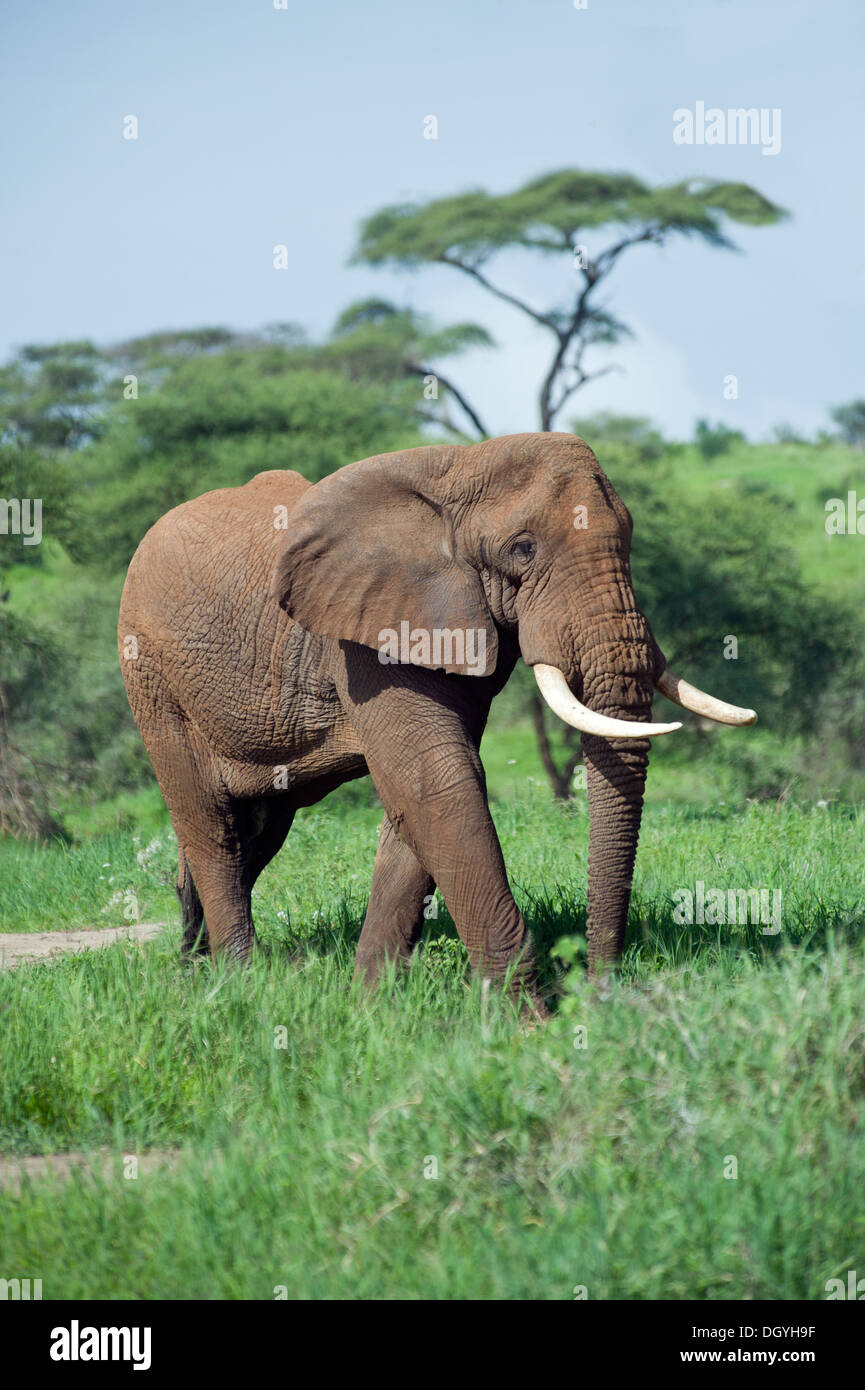 Afrikanischen Elefantenbullen (Loxodonta Africana) Wandern in Tarangire National Park, Tansania Stockfoto