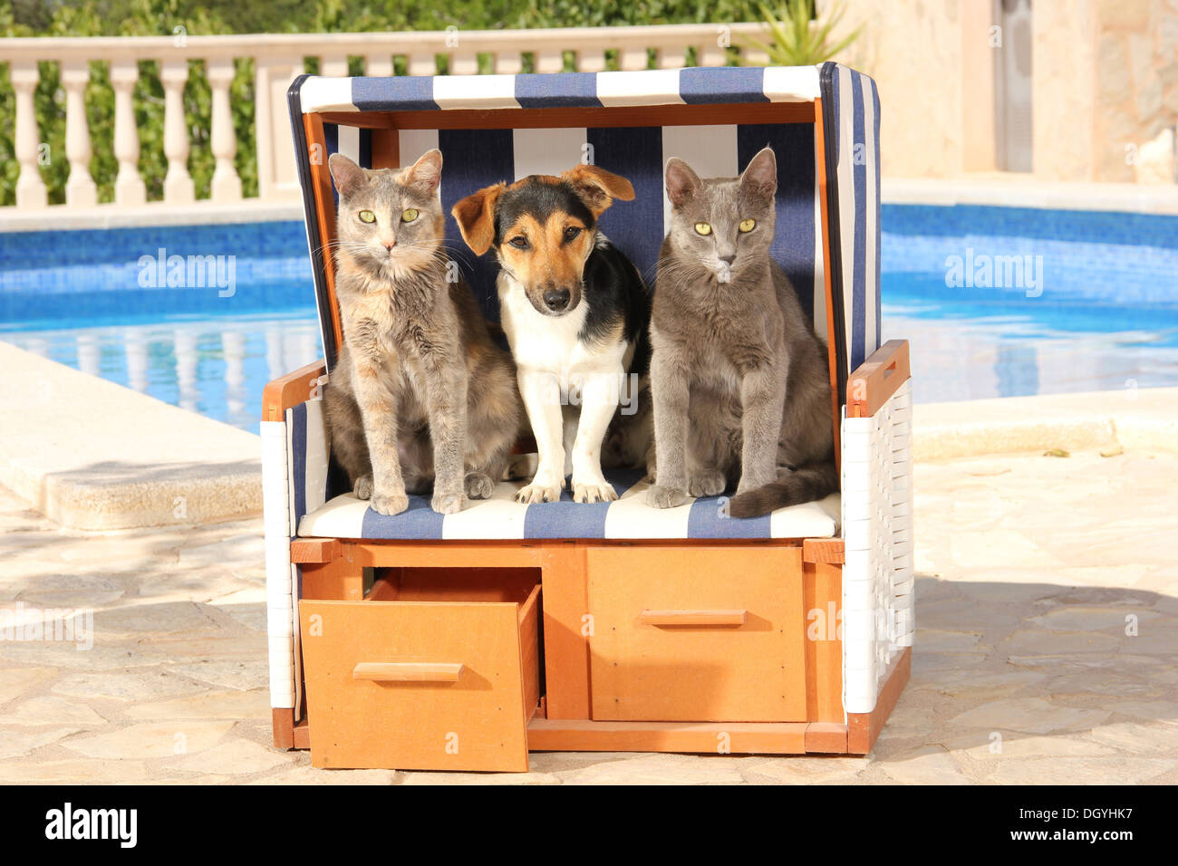 Hauskatze. Jack Russell Terrier und zwei Erwachsene Katzen in überdachten  Strandkorb auf einer terrasse Stockfotografie - Alamy