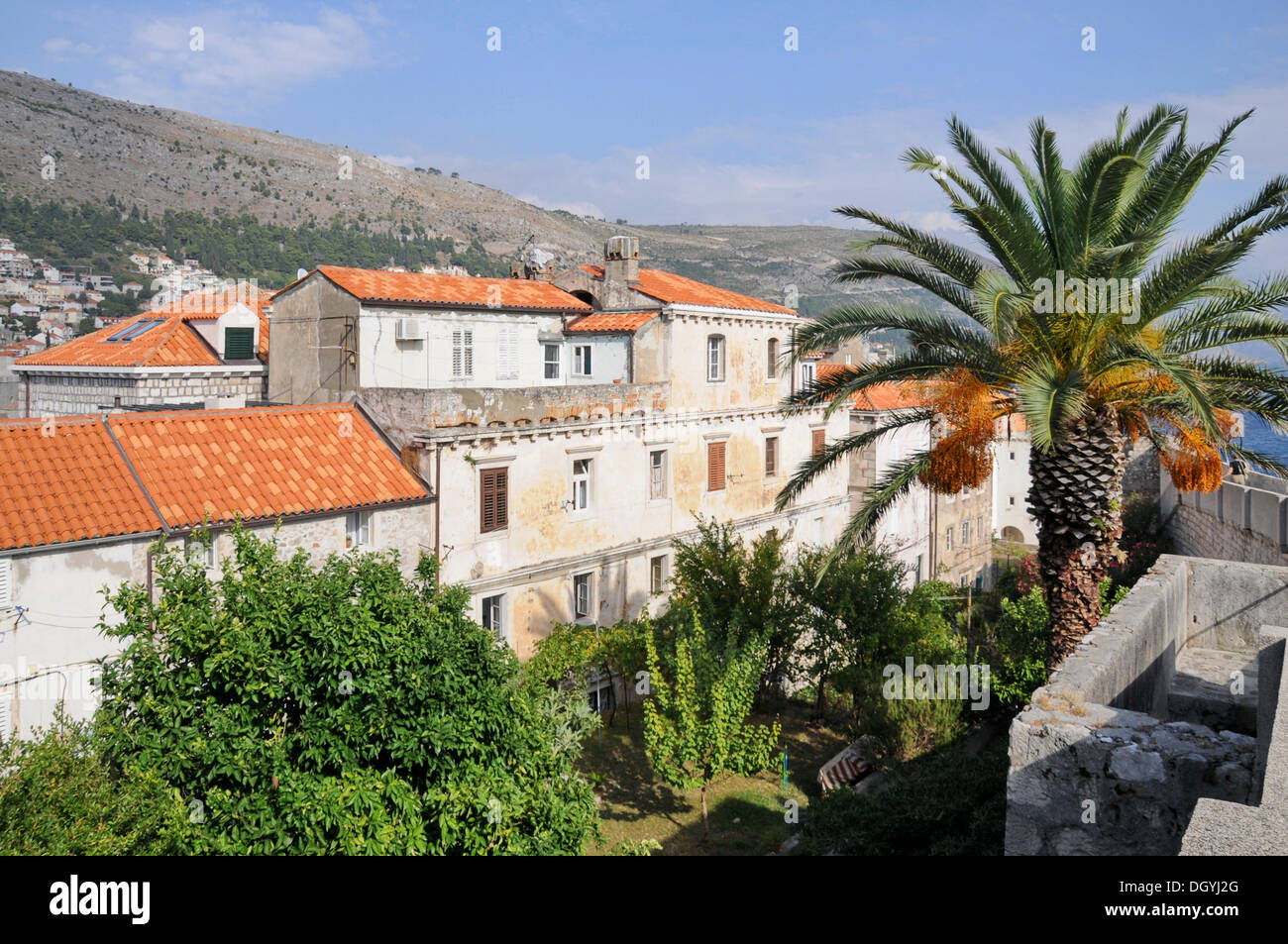 Stadtmauer spazieren, Innenhof, Palm, historische Stadt, Dubrovnik, Kroatien, Europa Stockfoto