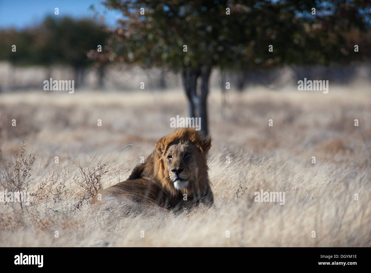 Lion (Panthera leo) in der Nähe des Springbokvlakte Waterhole, Etosha National Park, Namibia Stockfoto