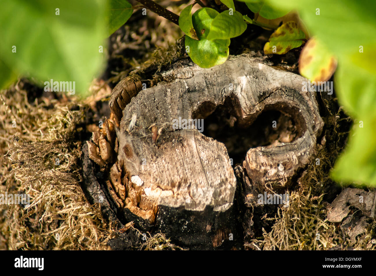 Loch mit der Sape ein Herz aus Holz Stockfoto