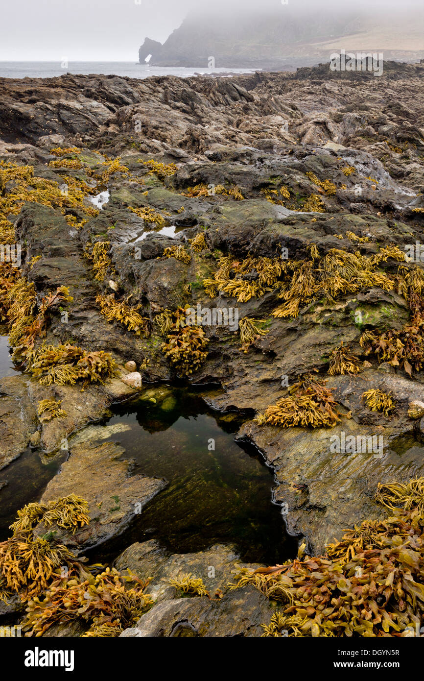 Fels-Pools an den sehr niedrigen Gezeiten an Prawle Stelle, Südküste von Devon Stockfoto