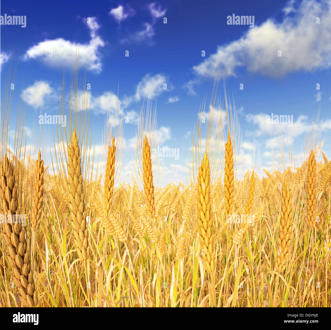 Goldene Weizenfeld. Ein paar Weizen im Vordergrund und blauer Himmel mit flauschigen Wolken als Hintergrund. Stockfoto