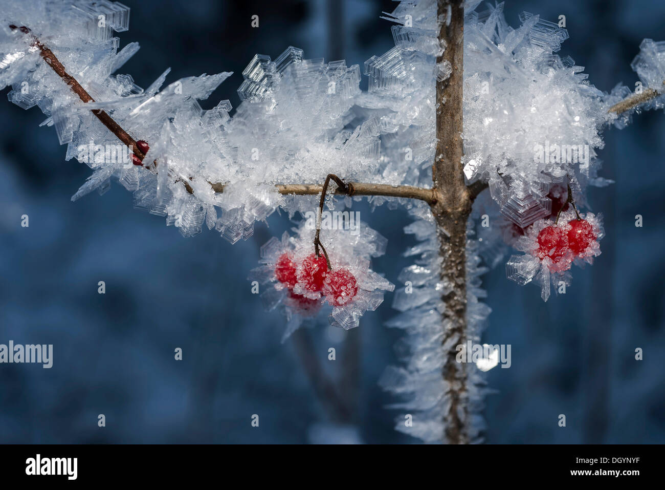 Hoher Busch Preiselbeeren (Viburnum Trilobum) und Eiskristalle während der Kälteperiode bei Lynx Creek, Alaska Stockfoto