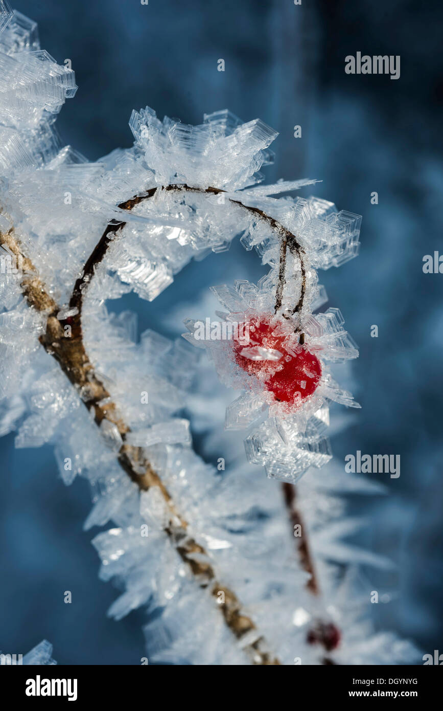 Hoher Busch Preiselbeeren (Viburnum Trilobum) und Eiskristalle während der Kälteperiode bei Lynx Creek, Alaska Stockfoto