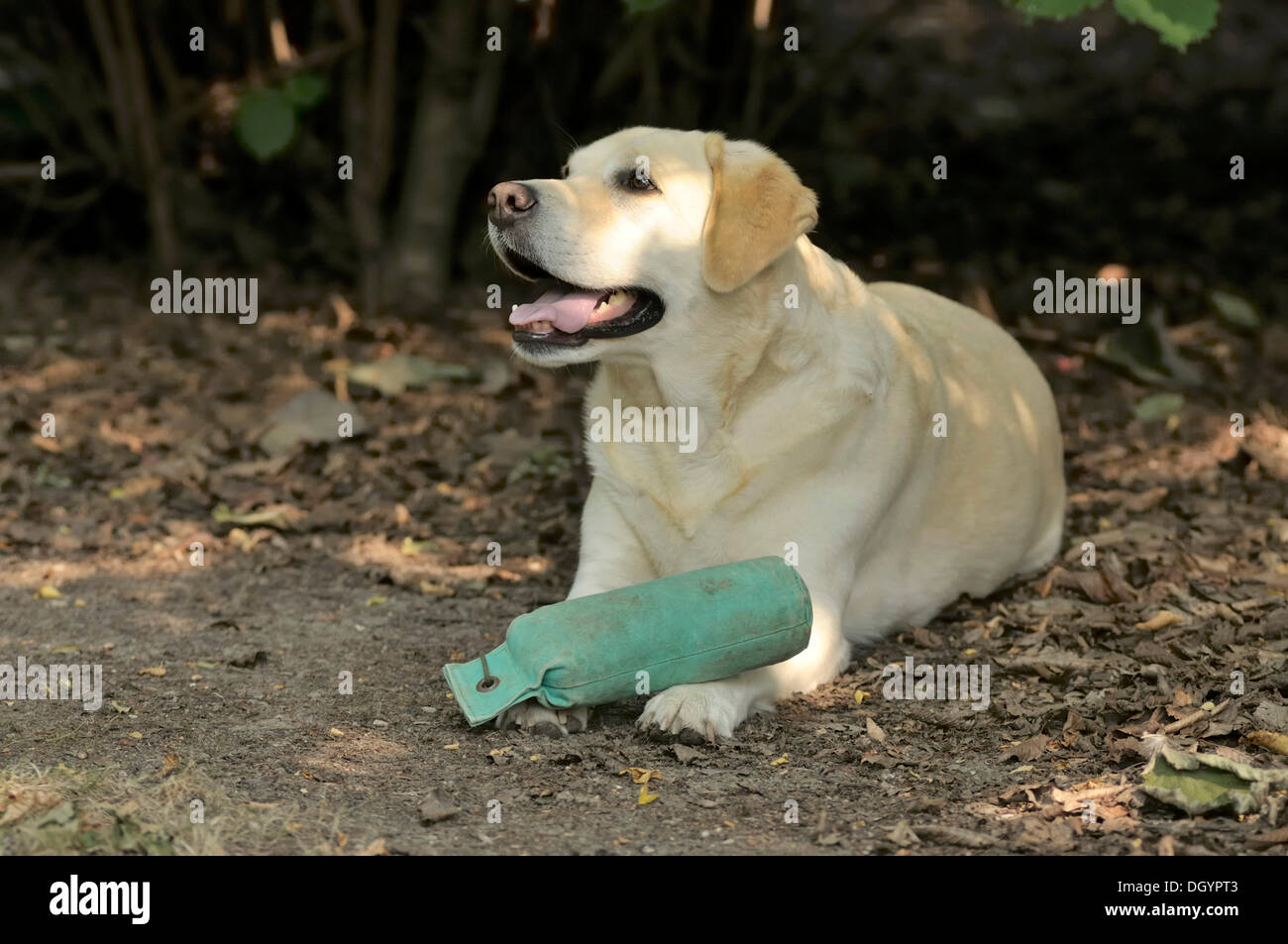 Blonde Labrador-Retriever mit einem Dummy auf seine Pfoten auf dem Boden liegend Stockfoto