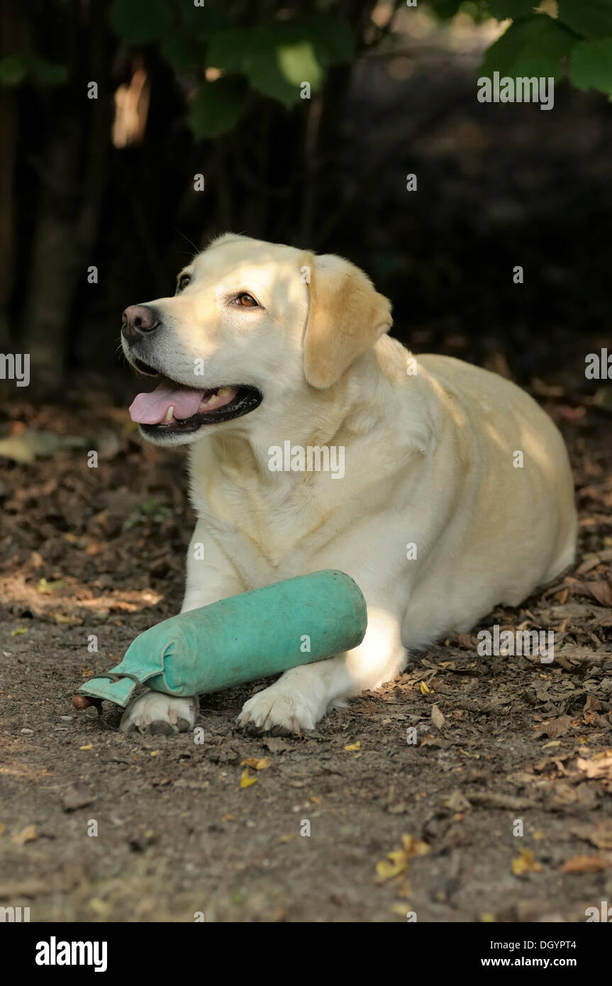 Blonde Labrador-Retriever mit einem Dummy auf seine Pfoten auf dem Boden liegend Stockfoto