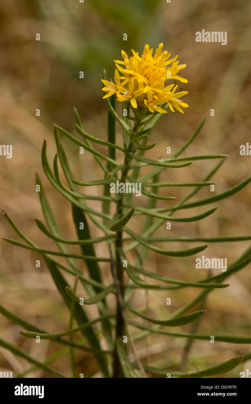Goldlöckchen Aster Aster Linosyris, seltene UK Pflanze wächst auf  Kalkstein, Berry Kopf, Devon Stockfotografie - Alamy
