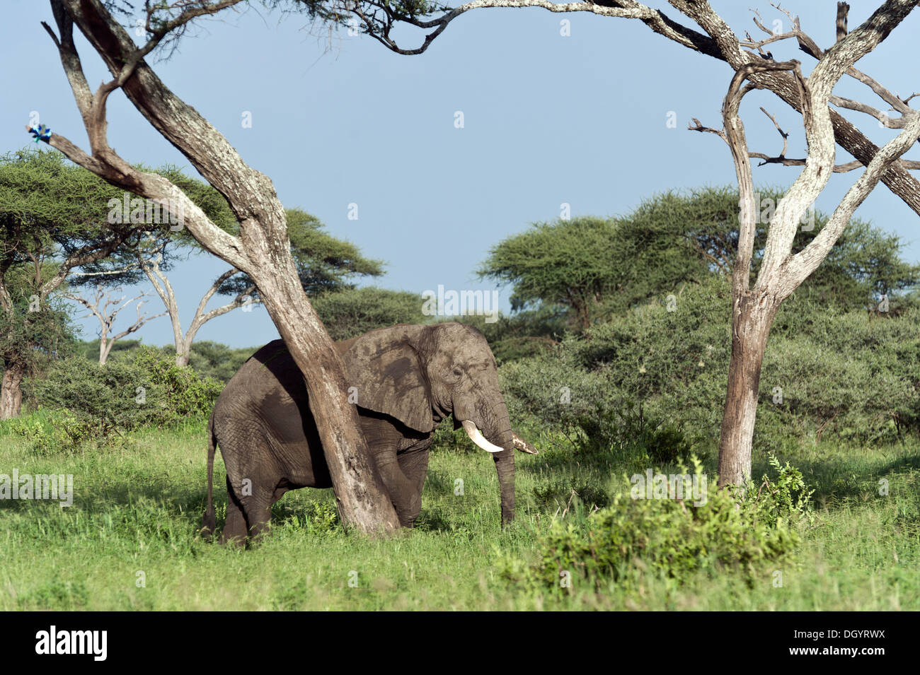 Afrikanischer Elefant (Loxodonta Africana) reiben einer Akazie in Tarangire National Park, Tansania Stockfoto