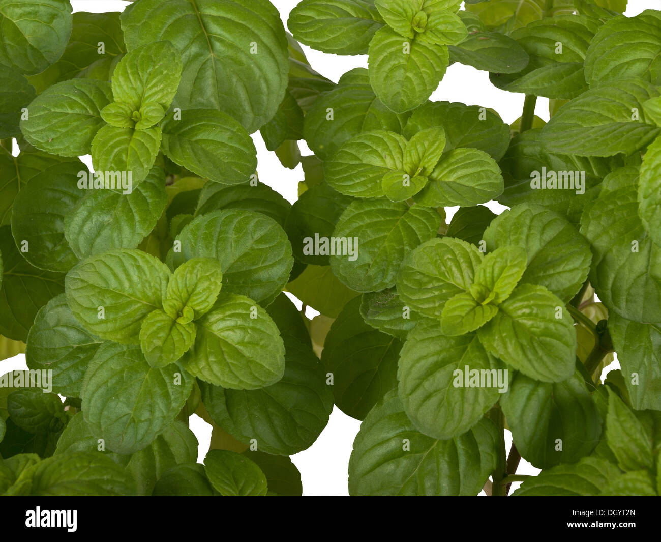 Mentha Pflanze isoliert auf weißem Hintergrund Stockfoto