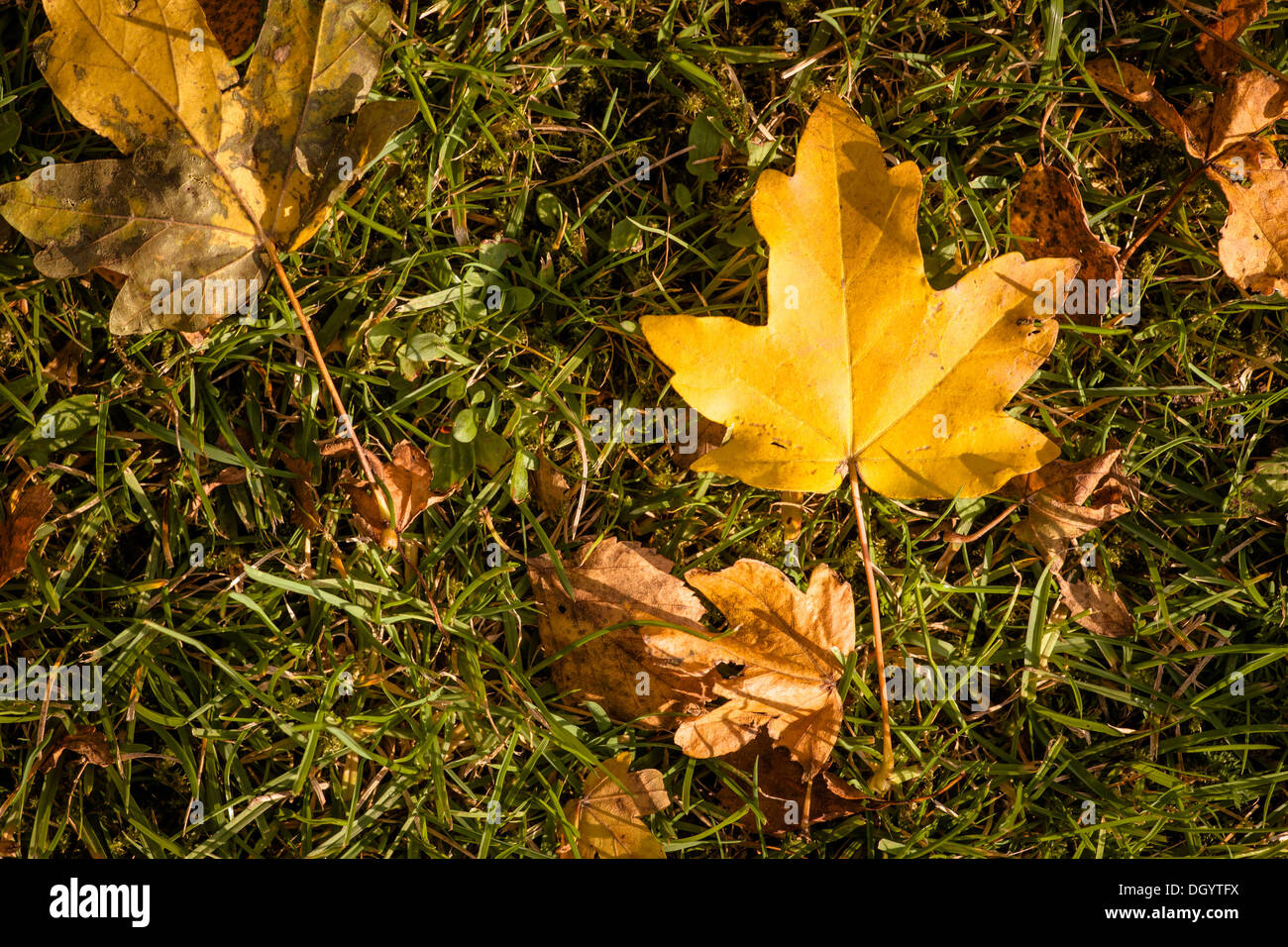 Tagesfoto im herbst Fotos und Bildmaterial in hoher Auflösung Alamy