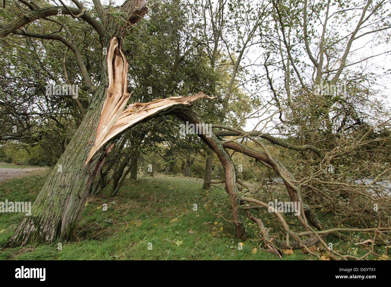 Gebrochene entwurzelte umgestürzte Bäume vom Sturm Schaden Stürme und Orkane in London UK Stockfoto