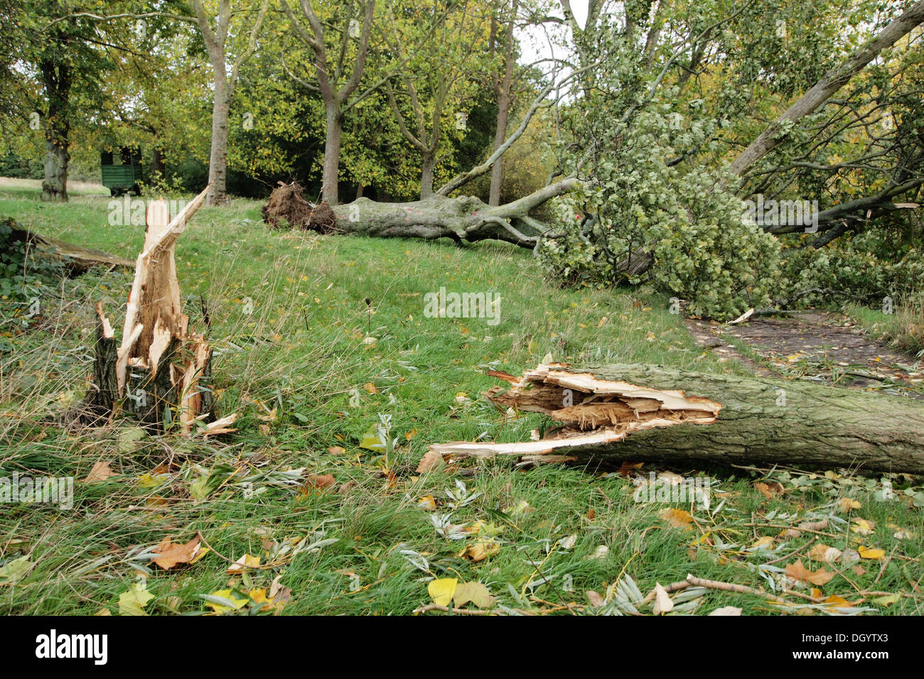Gebrochene entwurzelte umgestürzte Bäume vom Sturm Schaden Stürme und Orkane in London UK Stockfoto