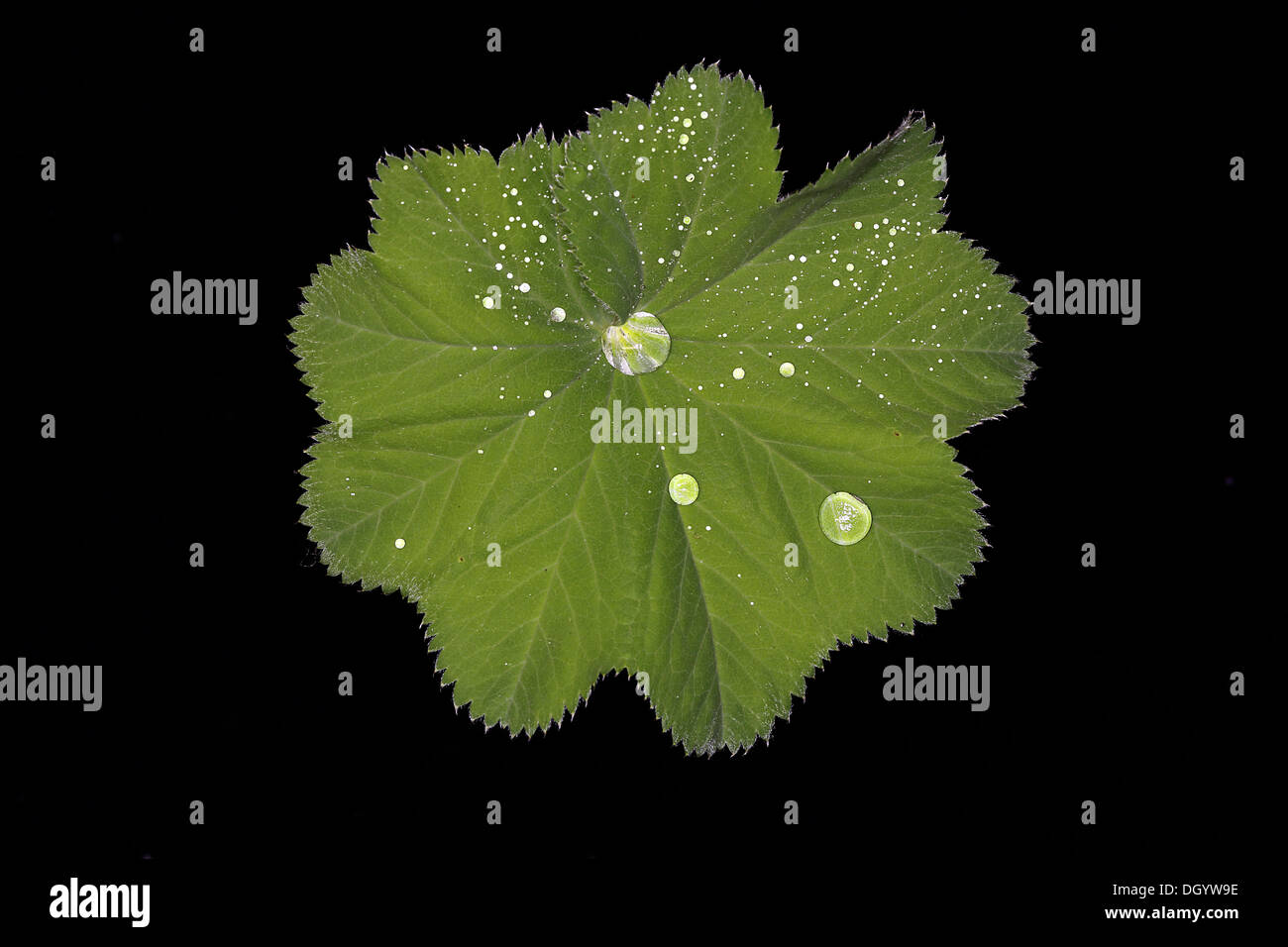 Lotus-Effekt auf Alchemilla Blatt Stockfoto