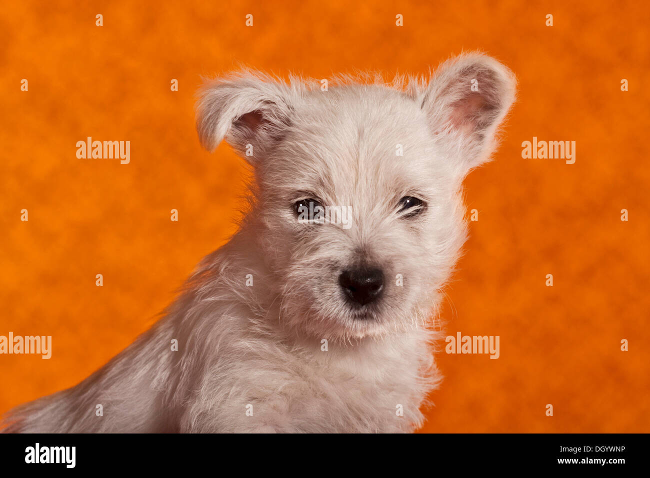 West Highland White Terrier Welpen, 6 Wochen, portrait Stockfoto