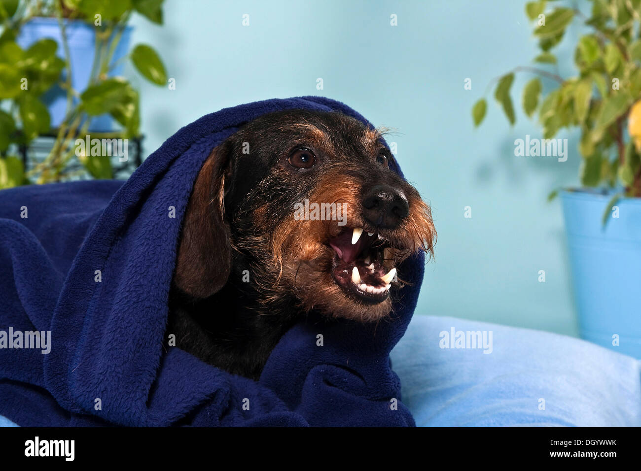 Aggressive Dackel Hund Stockfoto