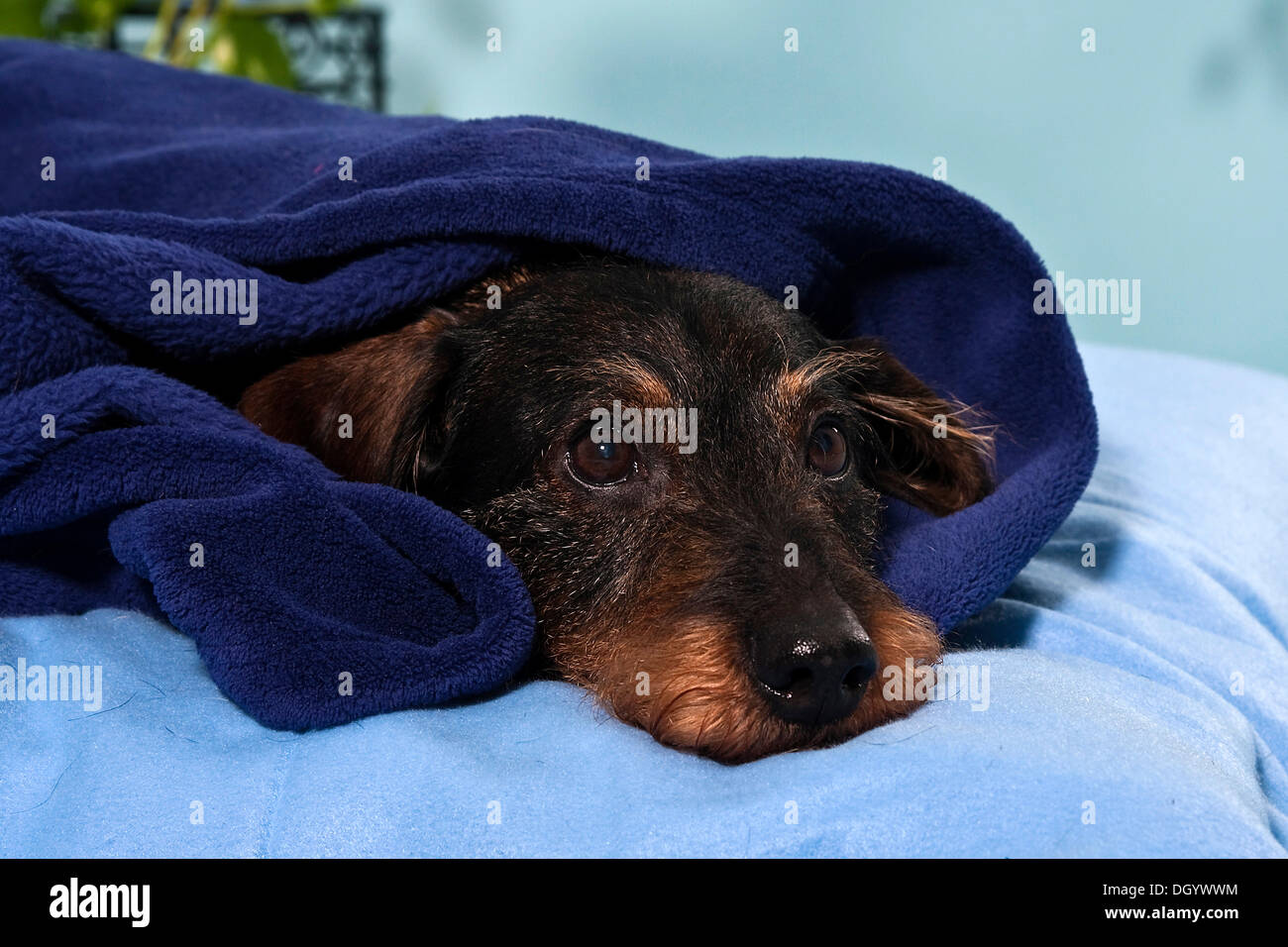 Dackel Hund, dösen, in Decke gehüllt Stockfoto