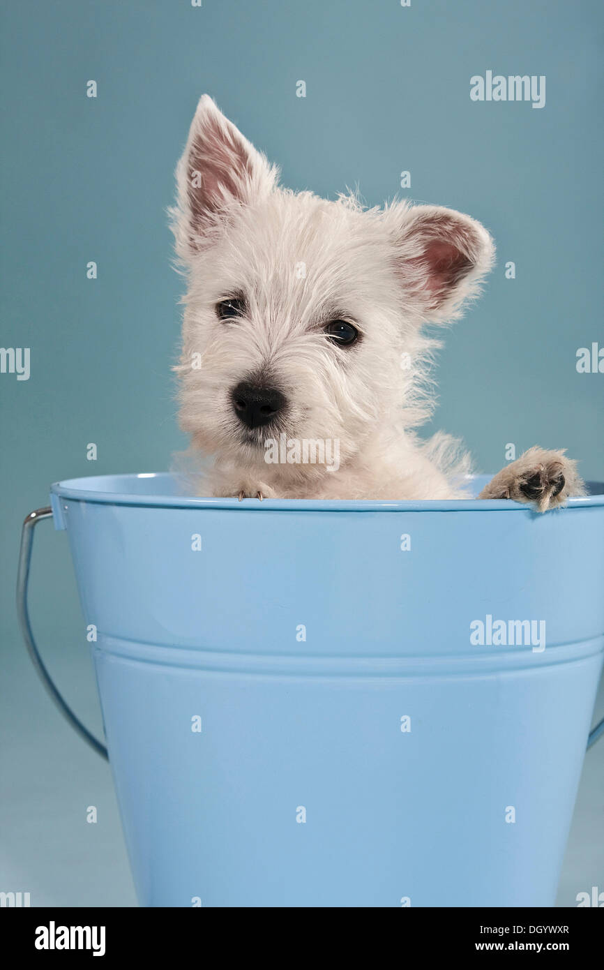 West Highland White Terrier Welpen, sitzen in einem blauen Eimer Stockfoto
