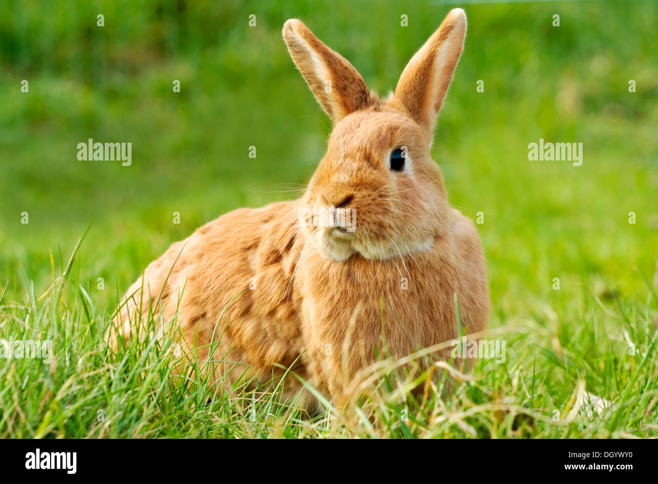Roter Zwerg Kaninchen auf einer Wiese Stockfoto