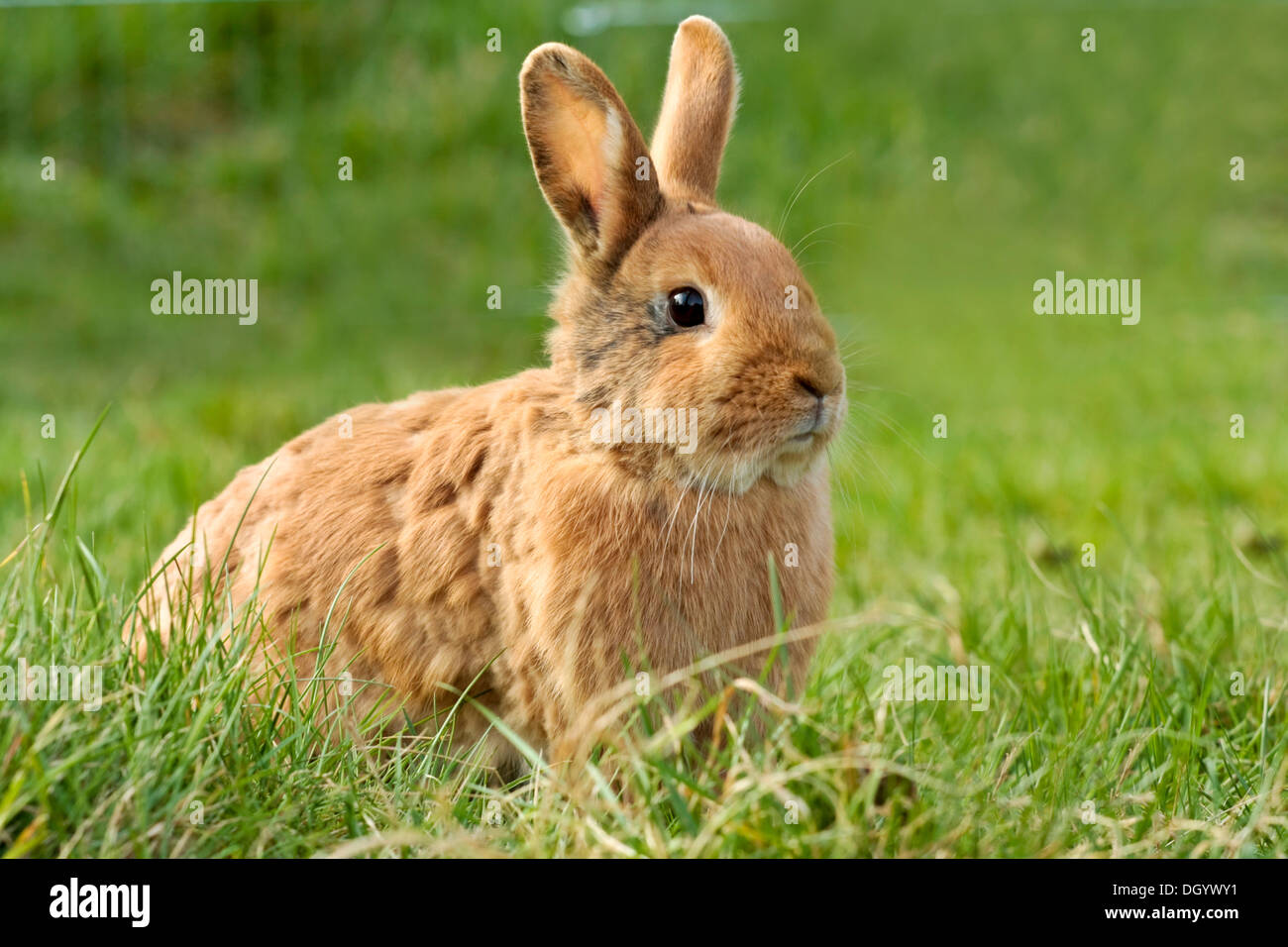 Roter Zwerg Kaninchen auf einer Wiese Stockfoto