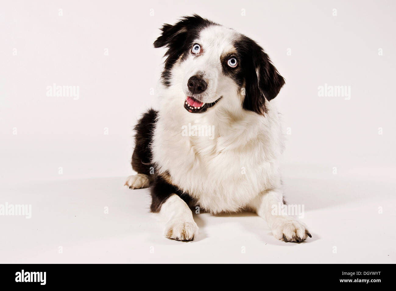 Australischer Schäferhund, liegend Stockfoto