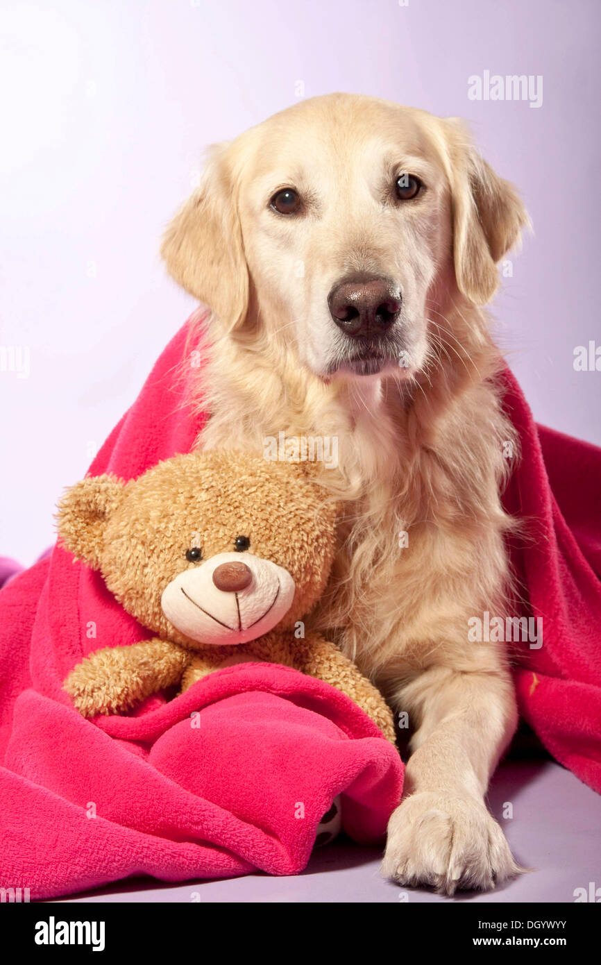 Golden Retriever, liegend auf einer Decke mit einem Teddybär Stockfoto