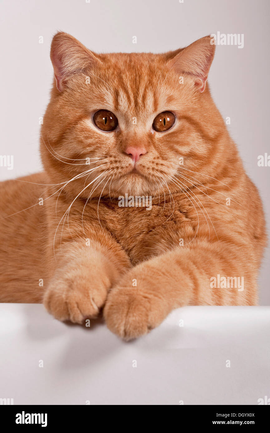 Rot Britisch Kurzhaar Katze, Studio-Porträt Stockfoto