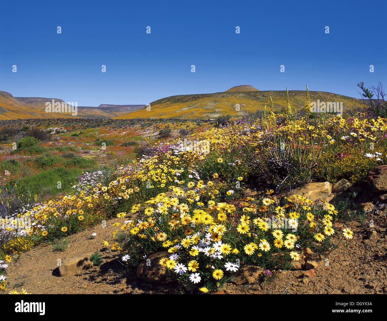 Frühling im Biedouw Valley, Westkap Stockfoto