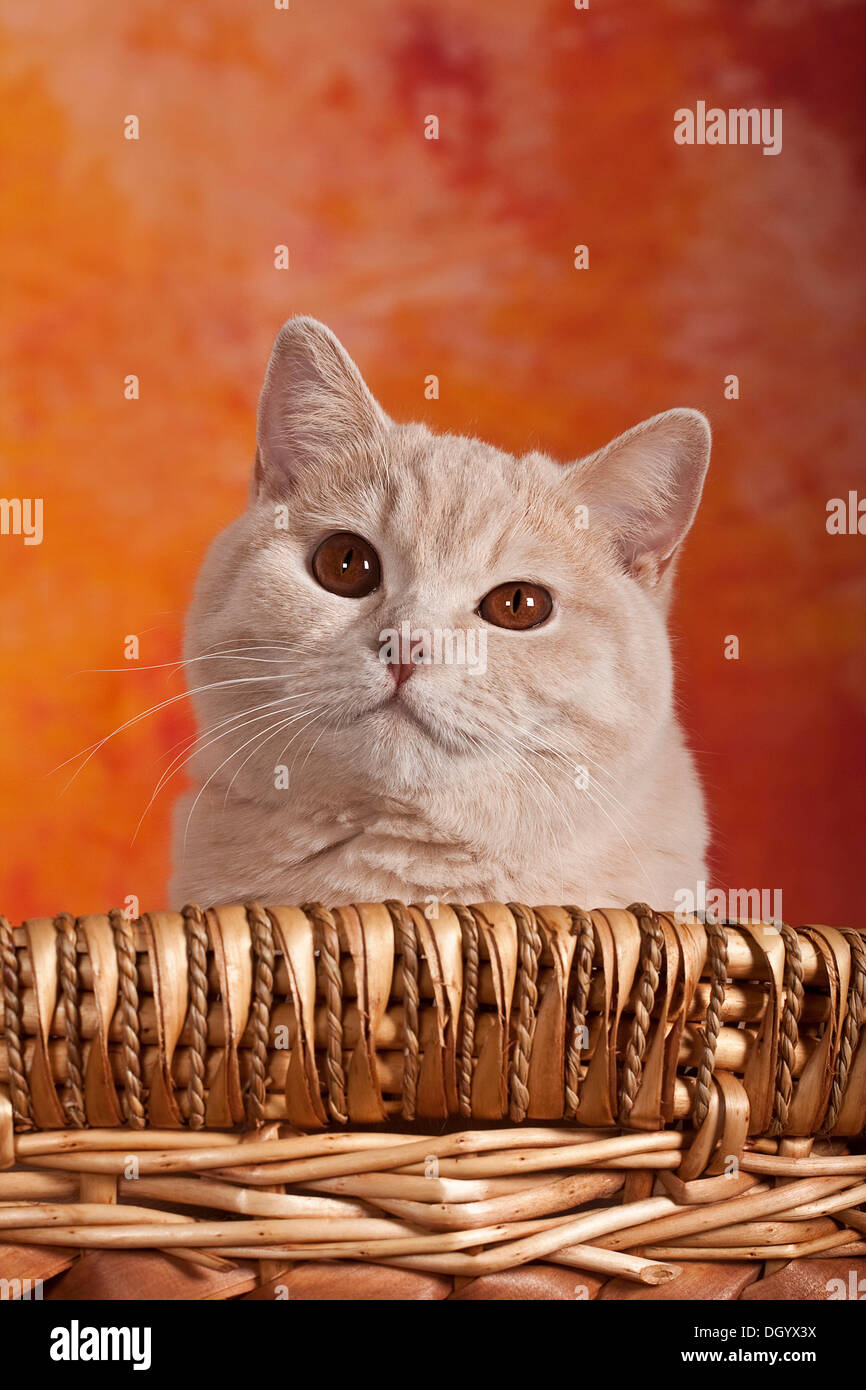 Britisch Kurzhaar Katze, Porträt Stockfoto