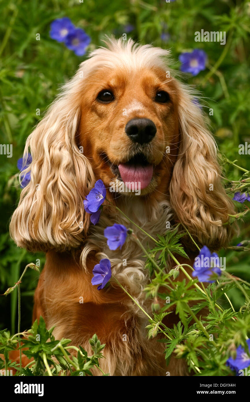 English Cocker Spaniel, Porträt, sitzen inmitten von blauen Blumen Stockfoto