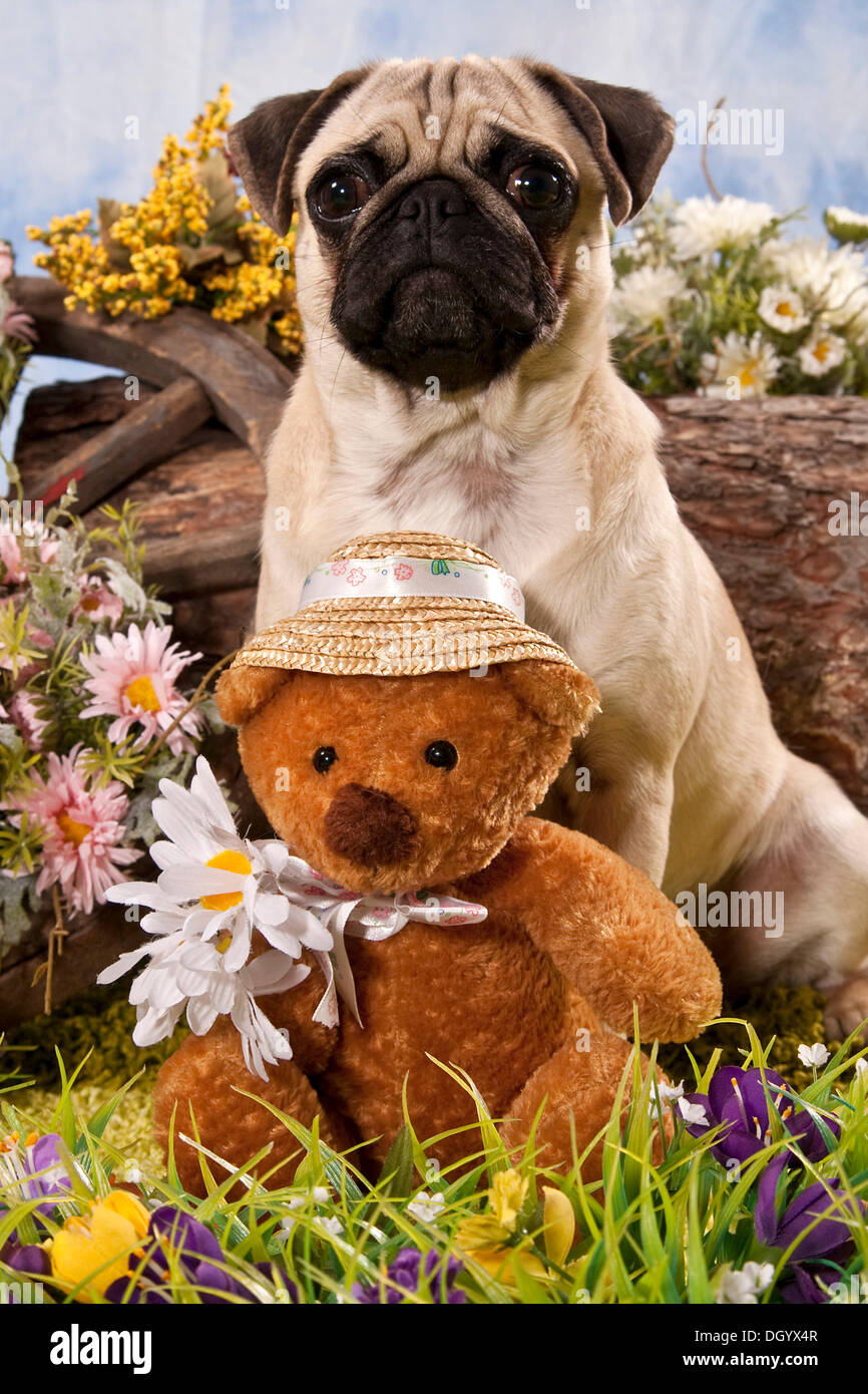 Mops Hund sitzt hinter einem Teddybär, Kuscheltier Stockfoto