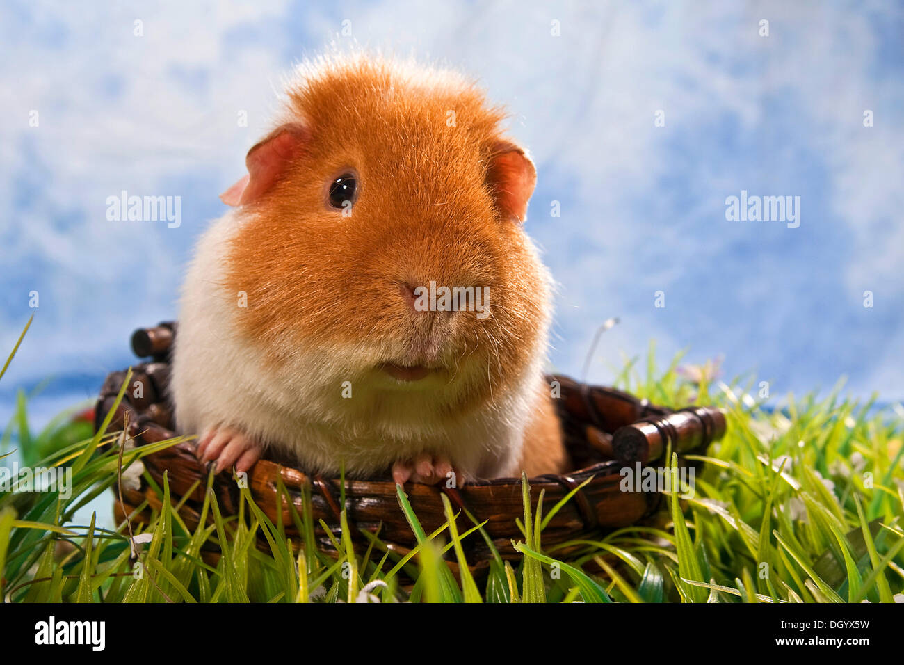 US-Teddy Meerschweinchen Stockfoto