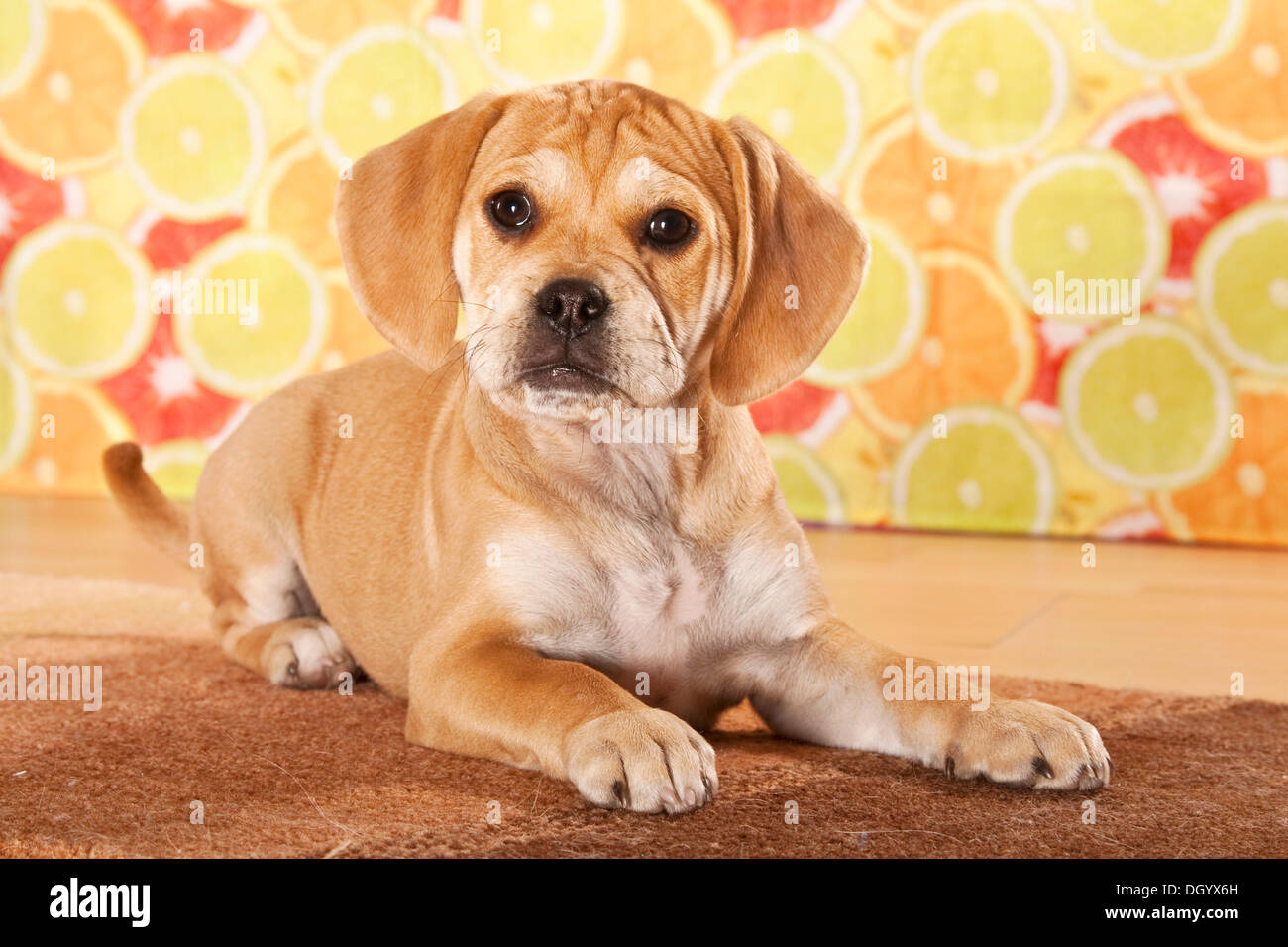 Puggle Welpen, Designer Hund Stockfoto