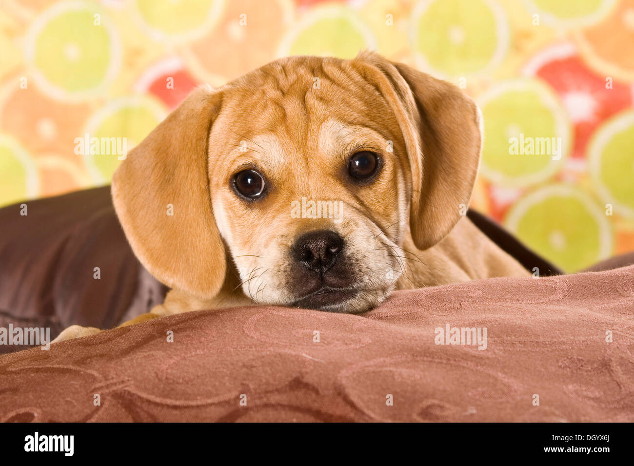 Puggle Welpen, Designer Hund Stockfoto