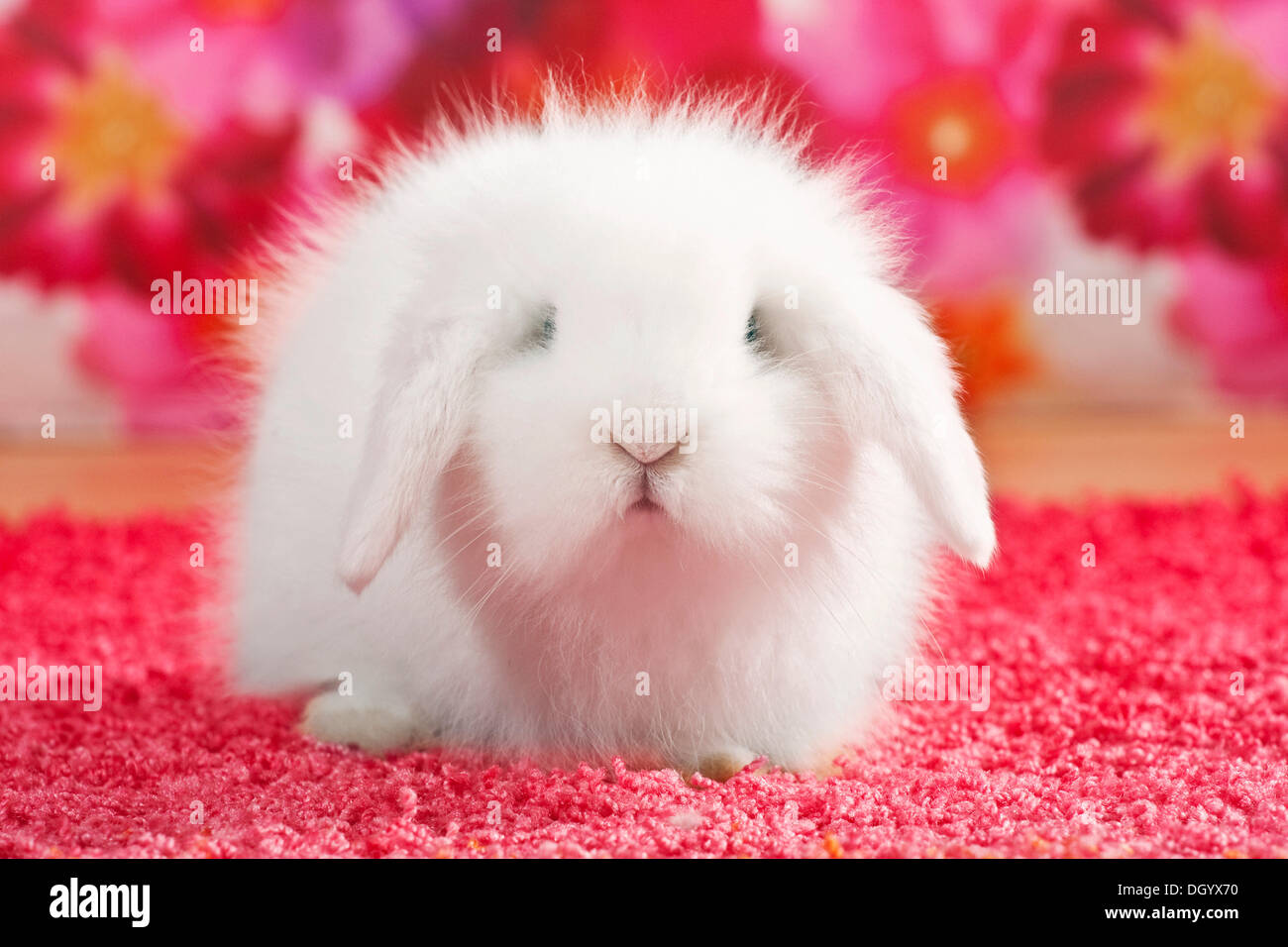 teddy dwarf rabbit