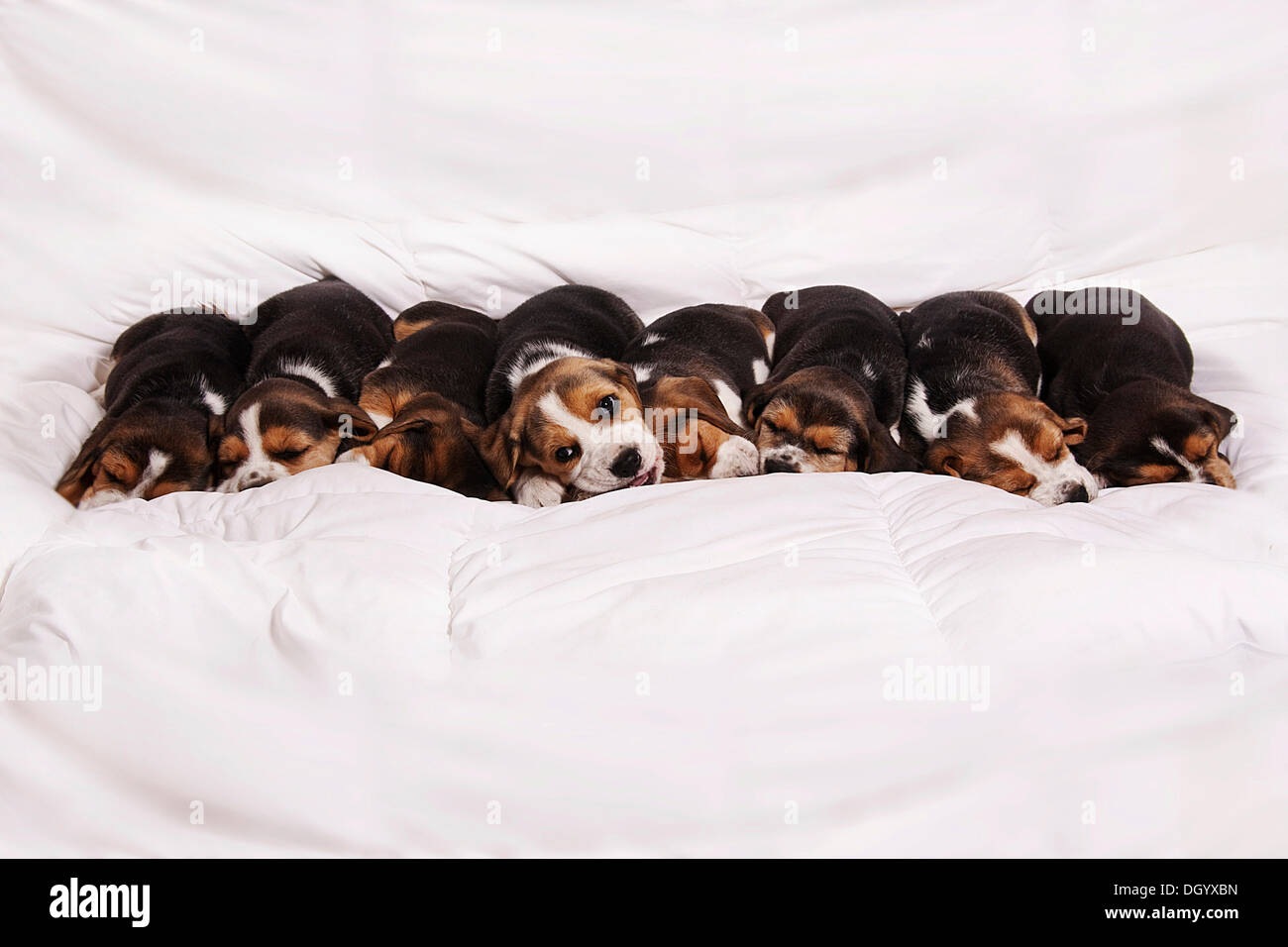 Acht Beagle Welpen, schlafen oder dösen Stockfoto