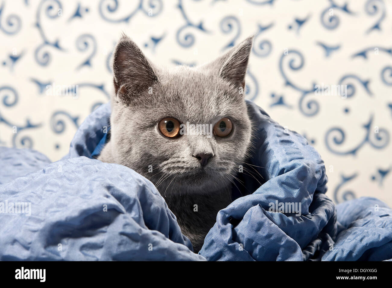 Kartäuser - Britisch Kurzhaar Katze, Farbe blau, mit einer Decke Stockfoto