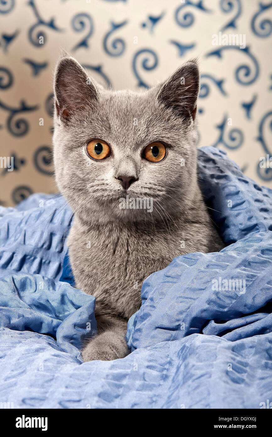 Kartäuser - Britisch Kurzhaar Katze, Farbe blau, mit einer Decke Stockfoto