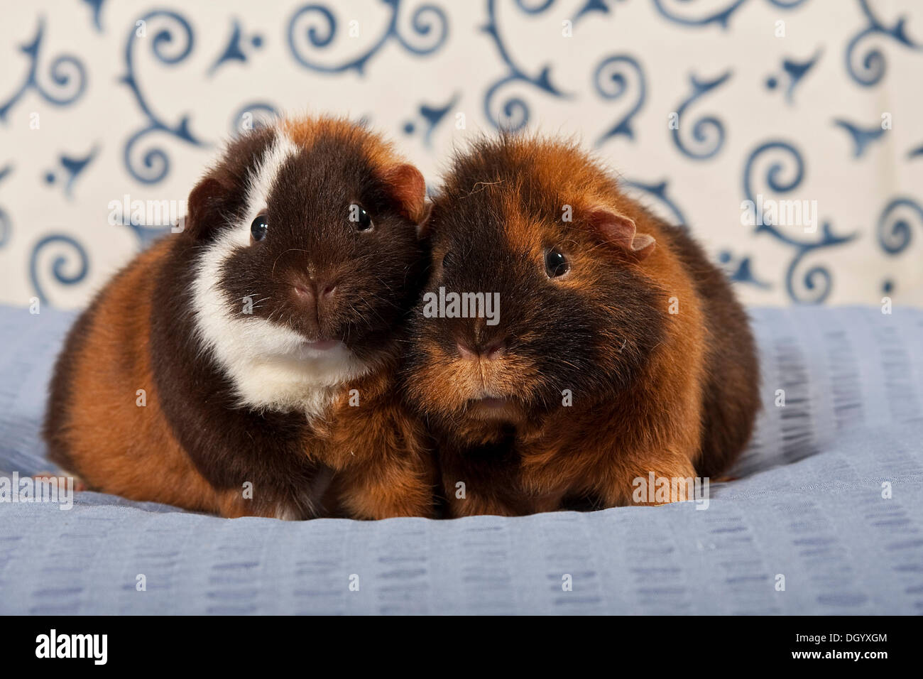 Zwei US-Teddy Meerschweinchen Stockfotografie - Alamy
