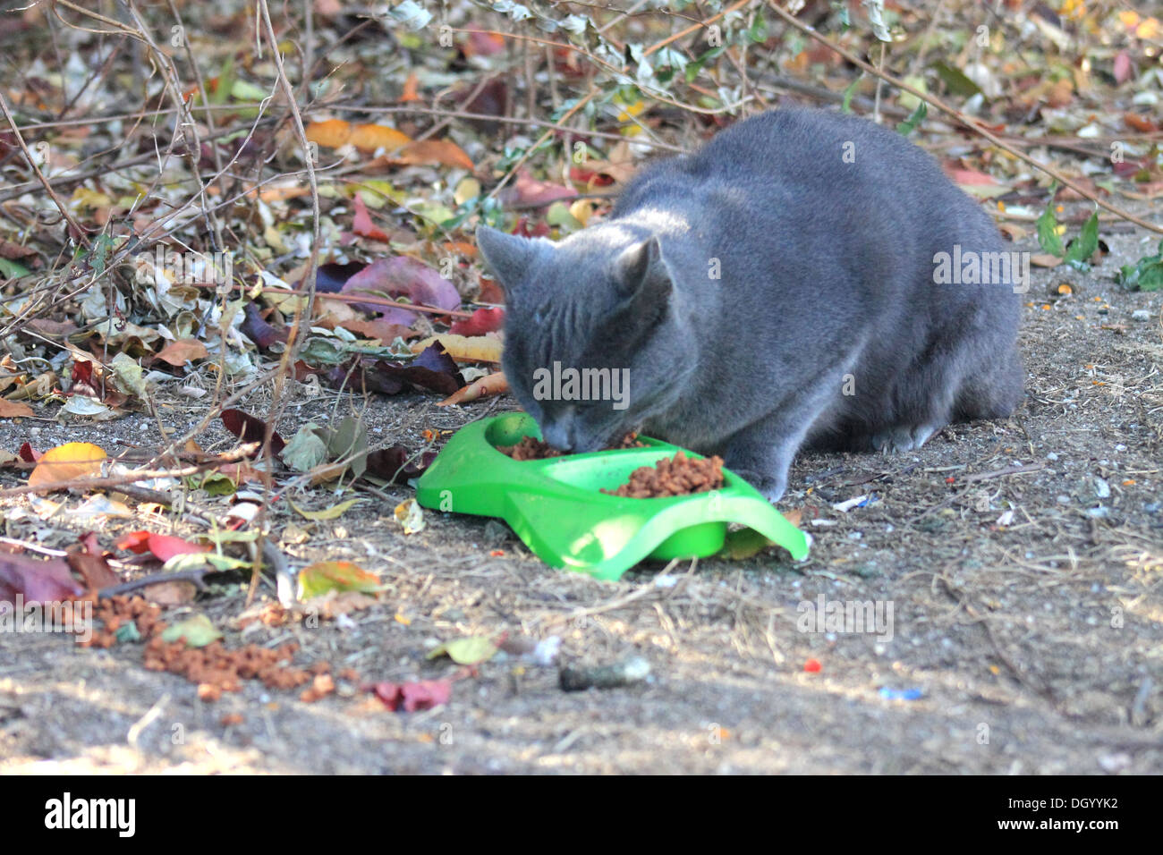 graue Katze oder graue Katze Essen außerhalb Stockfoto