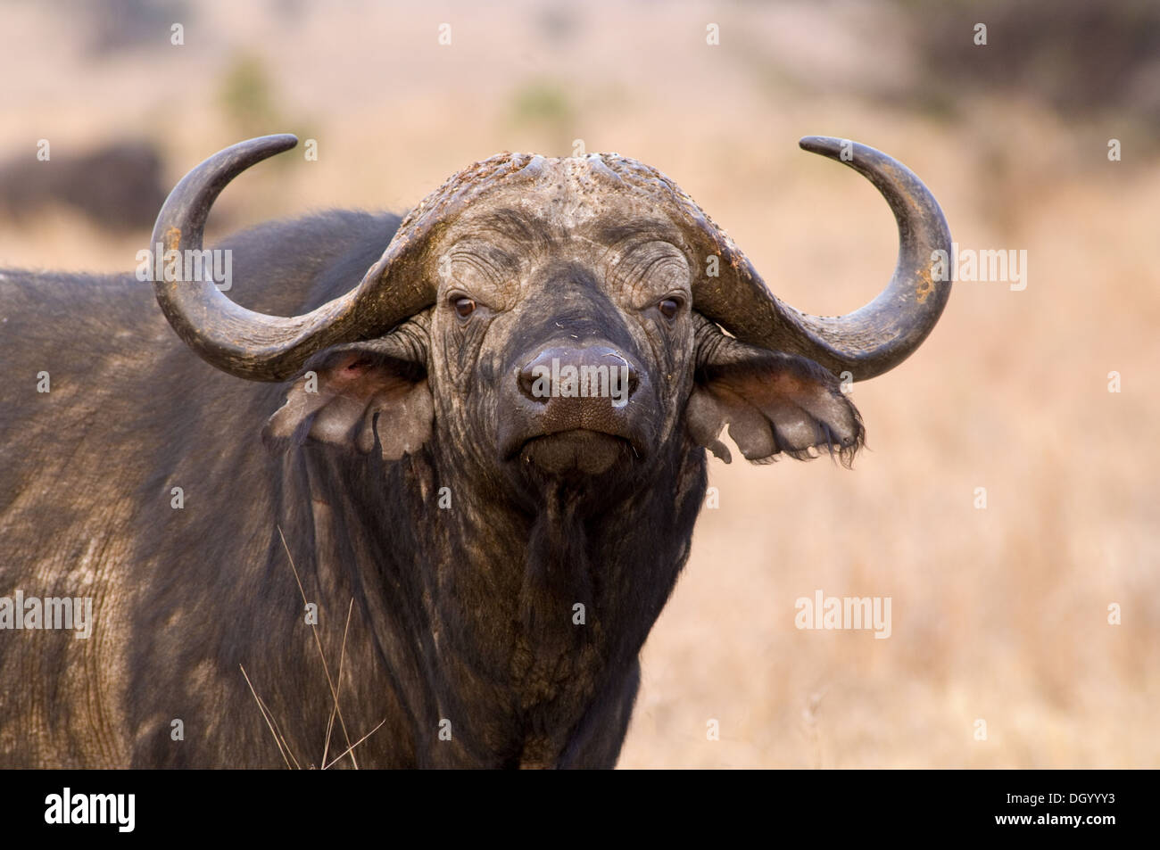 Männliche afrikanische Büffel (Syncerus Caffer) Tarangire Nationalpark Tansania Stockfoto