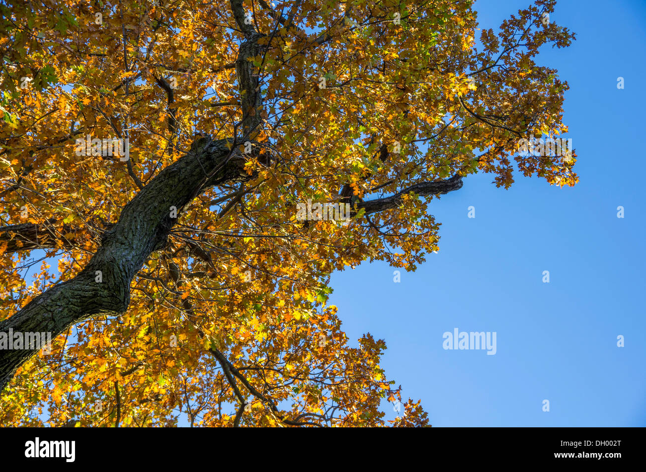 Eiche (Quercus SP.) im Herbst Stockfoto