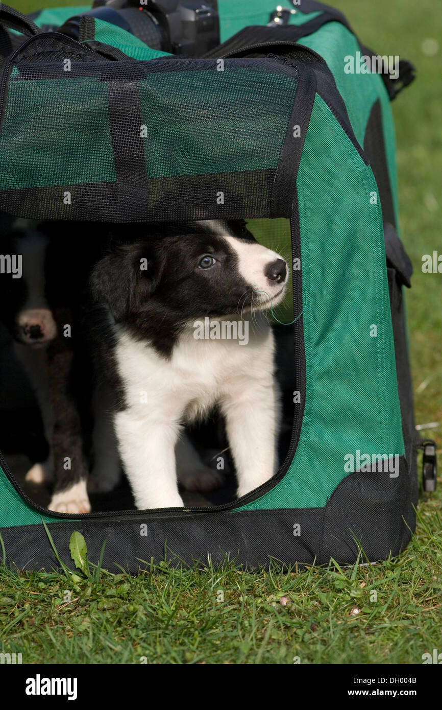 Border-Collie Welpen sitzen in einer Hundebox Stockfoto