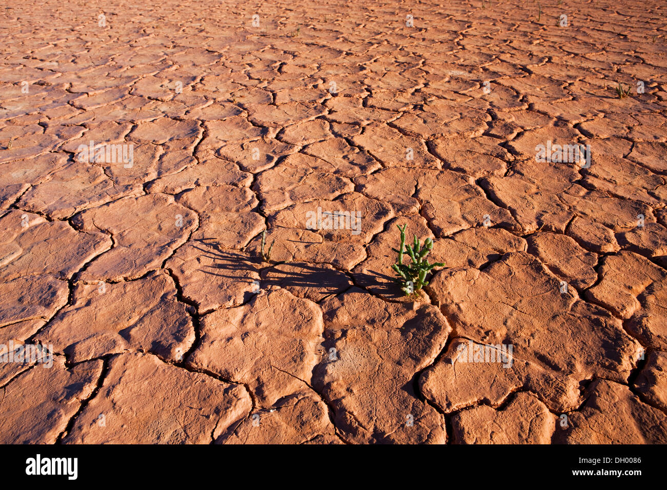 Pflanze wächst auf trockenen Boden, Northern Territory, Australien Stockfoto