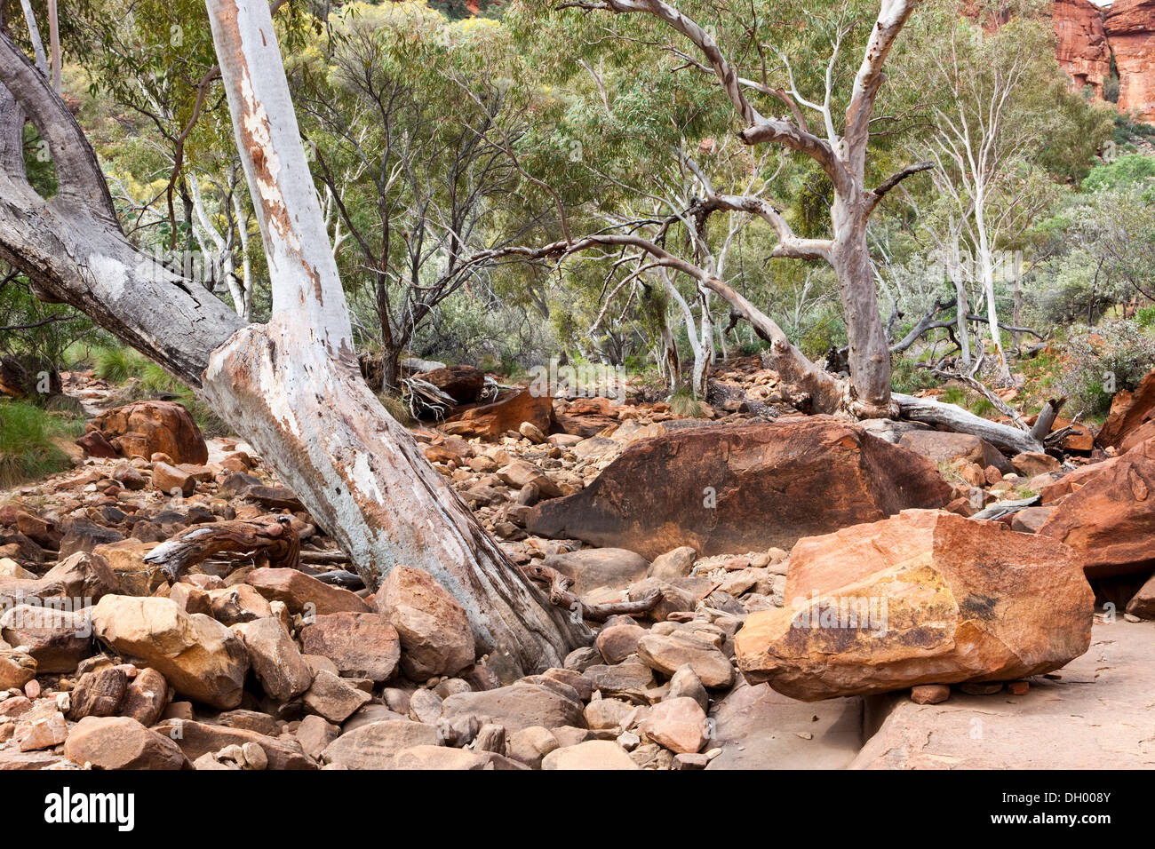 River Red Gum (Eucalyptus Camaldulensis) in ein ausgetrocknetes Flussbett, Kings Canyon, Watarrka National Park, Northern Territory, Australien Stockfoto
