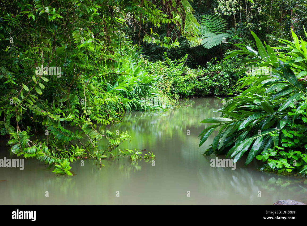 Wasser in einem Regenwald in die Atherton Tablelands, Queensland, Australien Stockfoto